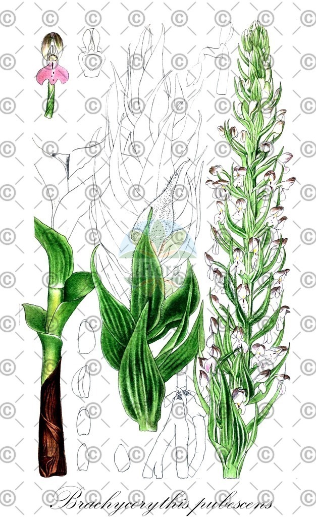 HistAbb_wfo-0000000214_1_ENZY_Simple | Historische Abbildung von Brachycorythis pubescens - Orchidaceae | Historical Illustration of Brachycorythis pubescens - Orchidaceae