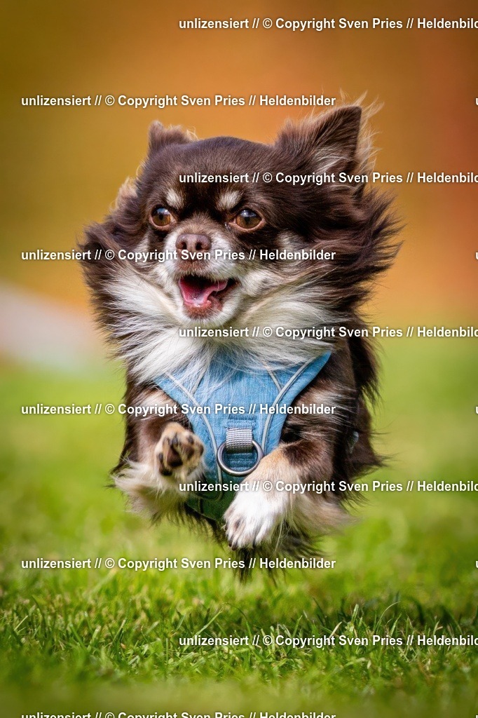 Sven Pries | 2024-09-22 - Hunderennen Baden-BadenPudelverein - Realisiert mit Pictrs.com