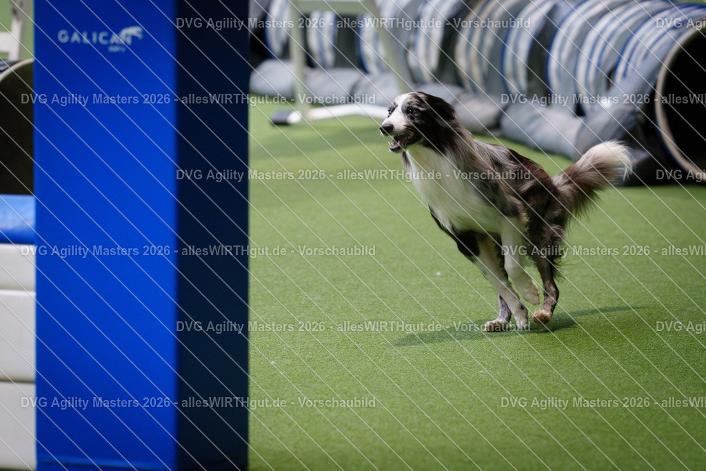 allesWIRTHgut_Tierfotografie-DVG_Agility_Masters_2026-14_50-7R501420 | Professionelle Tierfotografie in Mönchengladbach von Daniel Wirth (allesWIRTHgut). Liebevolle & natürliche Bilder von Hunden & Katzen für unvergessliche Erinnerungen.