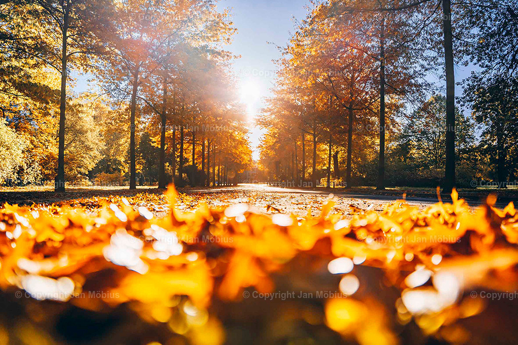 Clara Park | Der Clara-Zetkin-Park in Leipzig ist ein beliebter Ort für Natur, Sport und Erholung – perfekt für Spaziergänge, Jogging und entspannte Stunden im Grünen. - Realisiert mit Pictrs.com