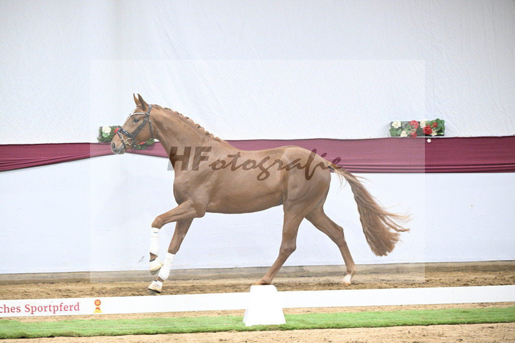 Kat-Nr. 132 Donier x Sir Alfred_Christian Kraus_47254459 | hf-fotografie - Realisiert mit Pictrs.com