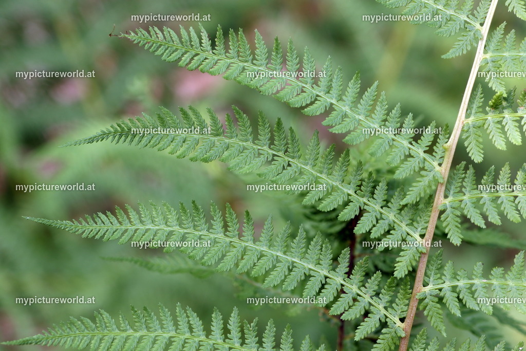Wald-Frauenfarn-001 | Das Bilderarchiv über Tiere, Planzen und Landschaften. In der Bilddatenbank finden Sie ein große Auswahl an hochwertigen Bilder für Ihre Werbung - Realized with Pictrs.com