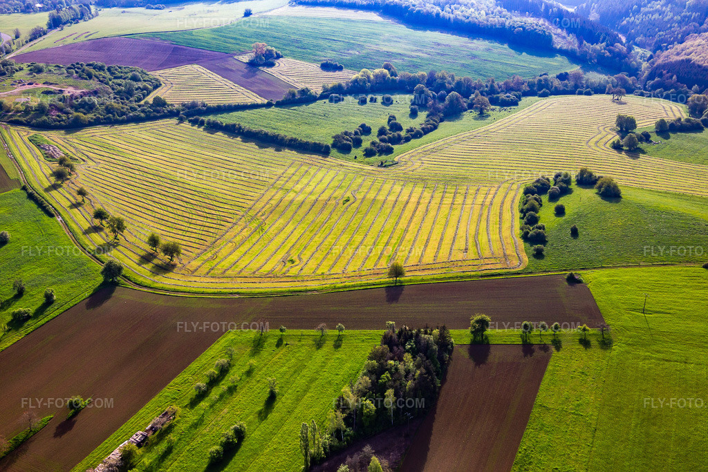 Aerial view: Freshly mown meadows with rows of hay in Petit-Réderching in the state Moselle, France.Photo: IMG_140665.jpg taken on 05/01/2024 by Werner Riehm/FLY-FOTO.comResolution of the original: 5472 x 3648 px