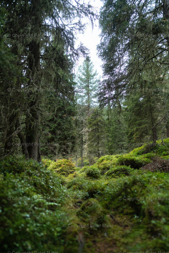 Divers_Erlebnisraum_Wald_23_Peter_Maier-550 | piet_flosse