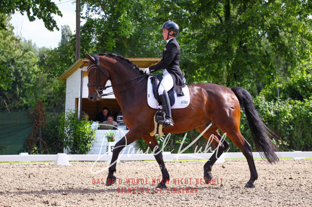 DKP41492 | Deine Turnierfotos vom Reitturnier online kaufen: Dressur, Springen & Siegerehrung. Professionelle Pferdefotografie aus dem Rheinland – als Download & Print.Alternative: Turnierfotograf für den Pferdesport: Finde deine Fotos von Dressur- und Springturnier