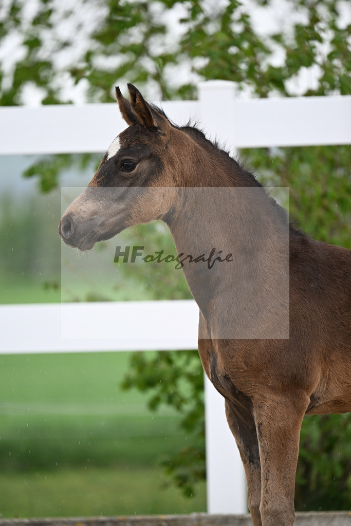 Kat-Nr. 29 SF Gold Garant x Hesselteichs Grimaldi_Bader_23261149 | hf-fotografie - Realizzato con Pictrs.com