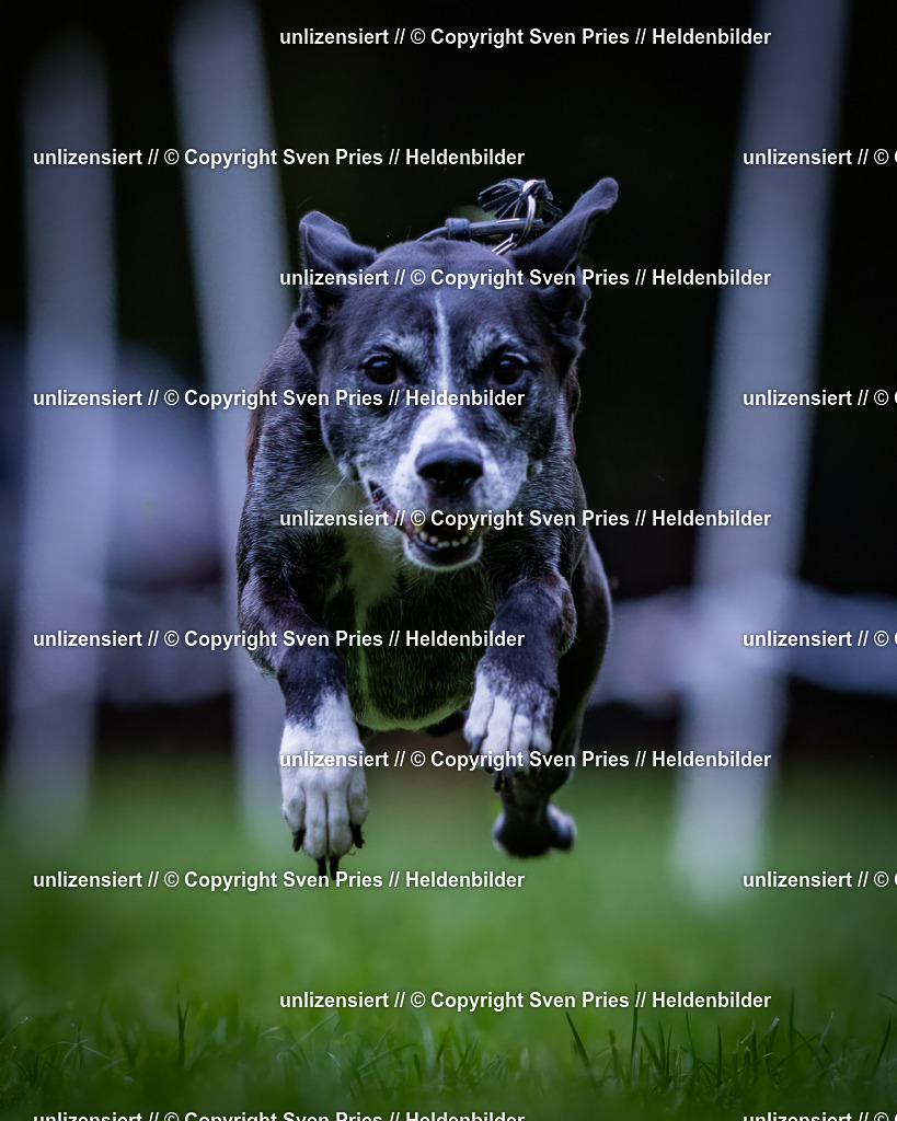 Sven Pries | 2024-10-19 - Hunderennen Ober-Grombach - Realisiert mit Pictrs.com