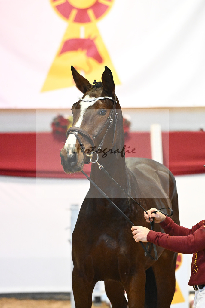 Kat-Nr. 1 Aganix Du Seigneur x Acorado_Unger_43231267 | hf-fotografie - Realisiert mit Pictrs.com