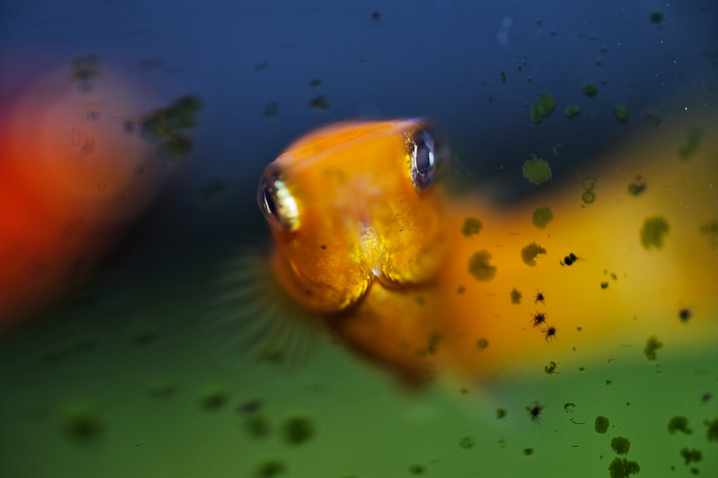 Goldfische im Aquarium | Austria - June 25, 2011: Goldfische im Aquarium. - Realisiert mit Pictrs.com