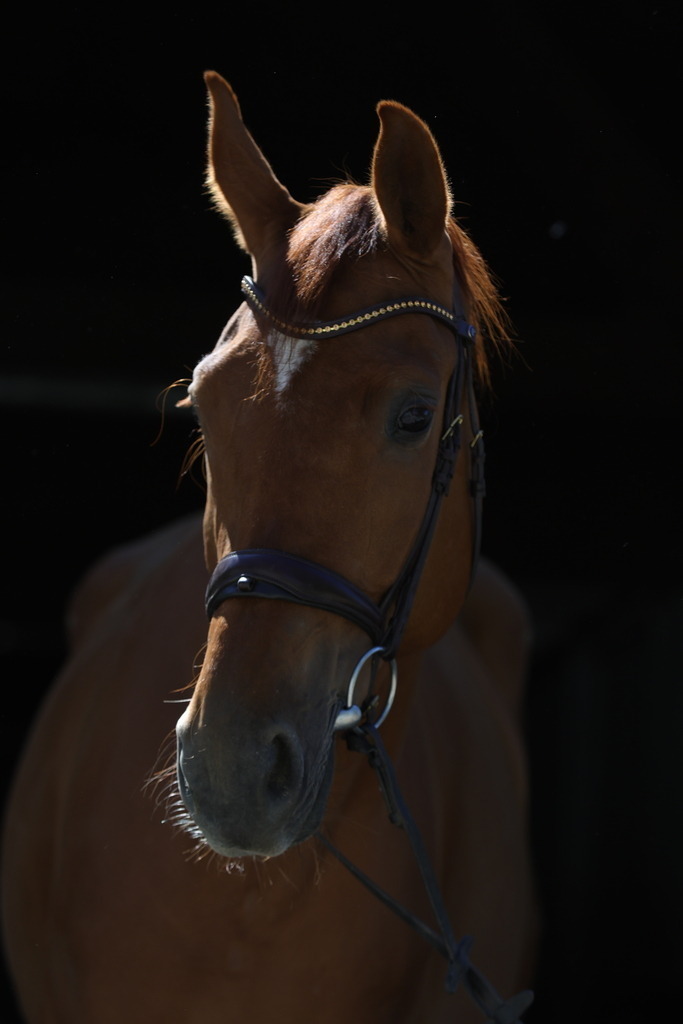 0P6A8947 | Willkommen bei Brunnmayr - Design & Fotografie – Ihrem Spezialisten für Reitturniere und Pferdeveranstaltungen in Oberösterreich, Salzburg und Bayern! Seit über 17 Jahren sind wir leidenschaftlich dabei.