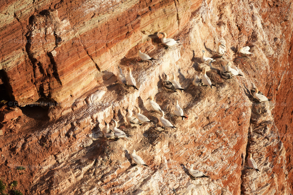 Helgoland Bastölpel_ELS_7353030818 | Helgoland - Aufnahmedatum: 01.08.2018, Aufnahmehöhe:  m, Koordinaten:  - , Bildgröße: 7139 x  4760 Pixel - Copyright 2018 by Martin Elsen, Kontakt: Tel.: +49 157 74581206, E-Mail: info@schoenes-foto.deSchlagwörter:Schleswig-Holstein,Landkreis Pinneberg,Düne,Hochseeinsel,Börteboote,Meer,Küste,Halunder,Oberland,Unterland,Strand,Seehunde,Robben,Lange Anna,Felsen,Roter Felsen,Luftbild,Luftbilder,Bastölpel - Realisiert mit Pictrs.com