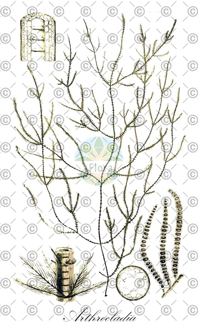 HistAbb_7NPRN_2_ENZY_Simple | Historische Abbildung von Arthrocladia - Arthrocladiaceae (0) | Historical Illustration of Arthrocladia - Arthrocladiaceae (0)
