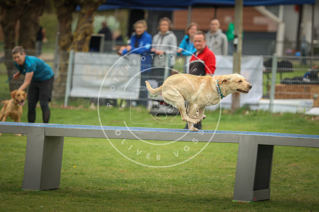 Pfotenfotografie_0L8A1554 | Hundefotografie, Tierfotograf, Pfotenfotografie, Fotoshooting Hund, Hunde Portrait, Hundesport, Hundeportraits, Heideshooting, Hunde, Sportfotograf, Hundefotograf, Turnierhundsport, THS,  - Realisiert mit Pictrs.com