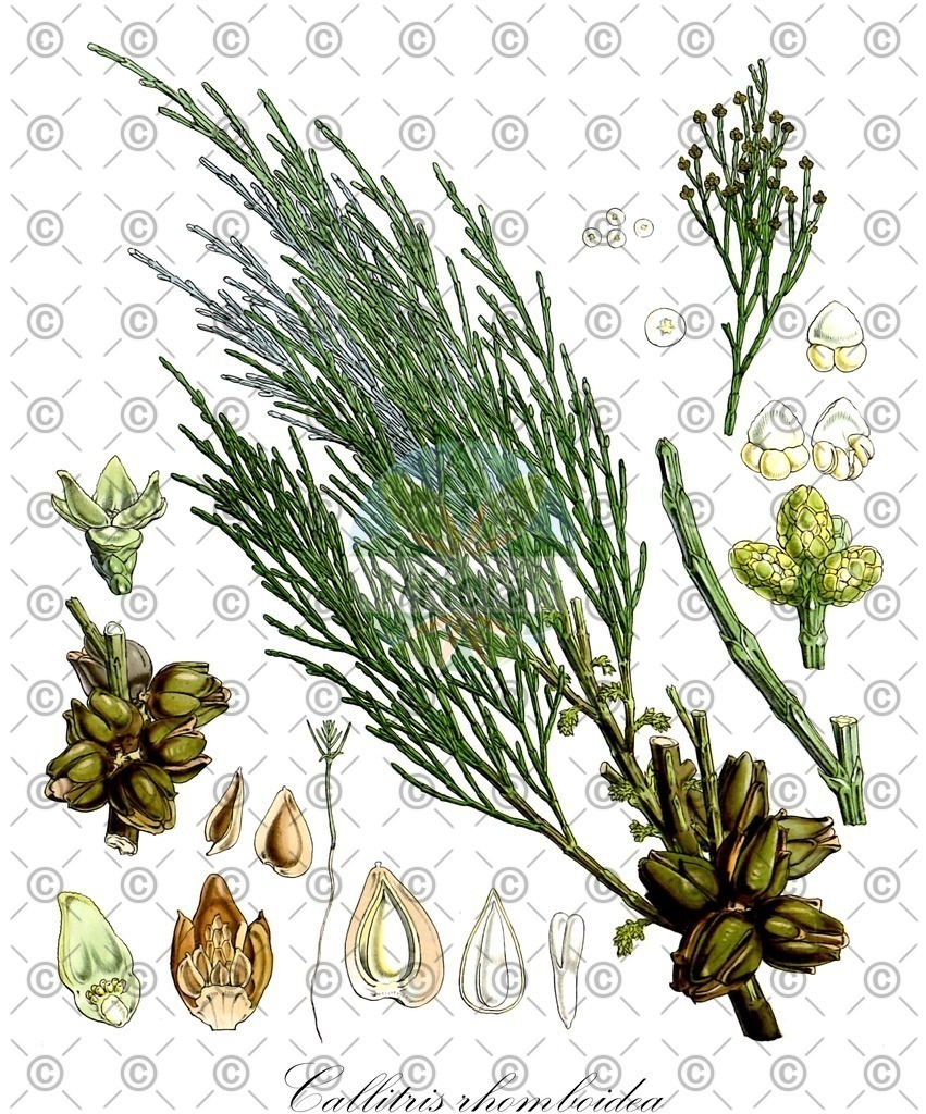 HistAbb_30611_1_SIMPLE | Historische Abbildung von Callitris rhomboidea - Cupressaceae | Historical Illustration of Callitris rhomboidea - Cupressaceae