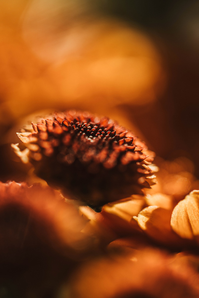 Makro_Nov_2023_14 | Du suchst natürliche und atmosphärische Prints oder Leinwanddrucke? In diesem Shop gibt es alles, nur kein Mainstream. - Realisiert mit Pictrs.com