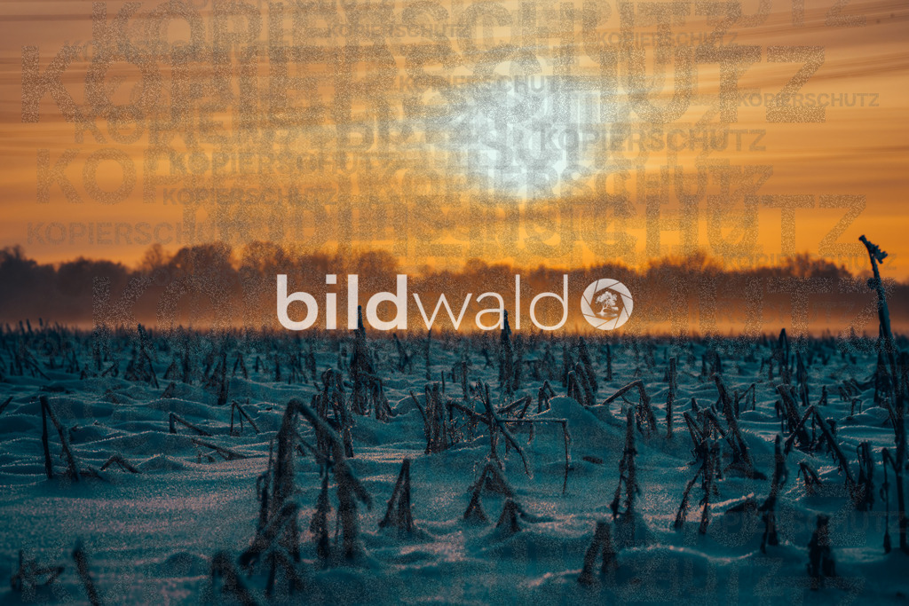 _DSC5396 | BILDWALD - eine Auswahl an Bildern von Thomas Perrotton zum bestellen und genießen. Alle Bilder von Thomas Perrotton - Alle Bilder mit einer SONY Kamera gemacht - SONY TAMRON SIGMA PHOTOSHOP LIGHTROOM BILDWALD Online kaufen Bilderwald Wandbilder - Realisiert mit Pictrs.com