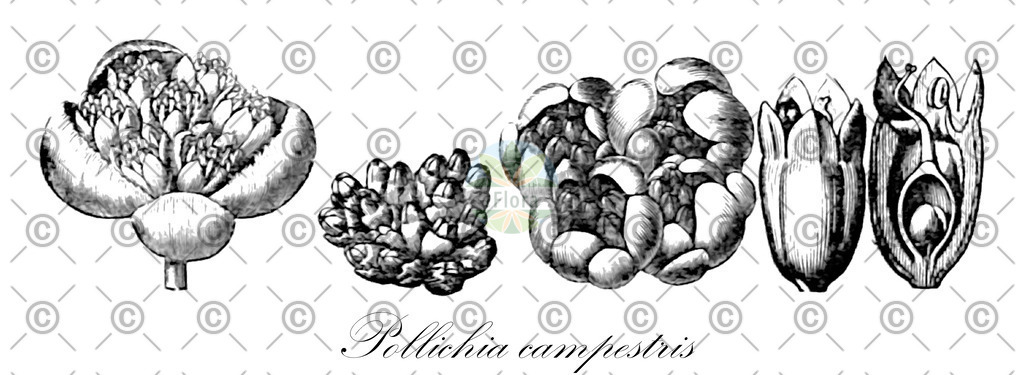 HistAbb_wfo-0001292847_1_ENZY_Simple | Historische Abbildung von Pollichia campestris - Caryophyllaceae | Historical Illustration of Pollichia campestris - Caryophyllaceae