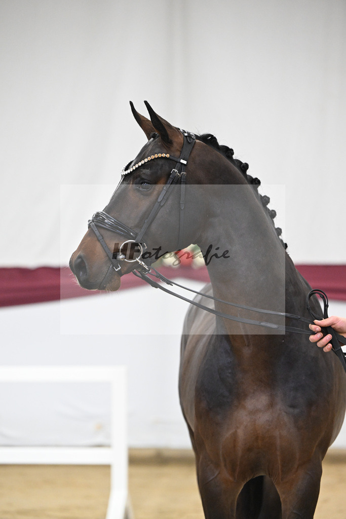 Kat-Nr. 1 Jasper x Diarado_ZG Stabhalterhof GbR _47250006 | hf-fotografie - Realizzato con Pictrs.com