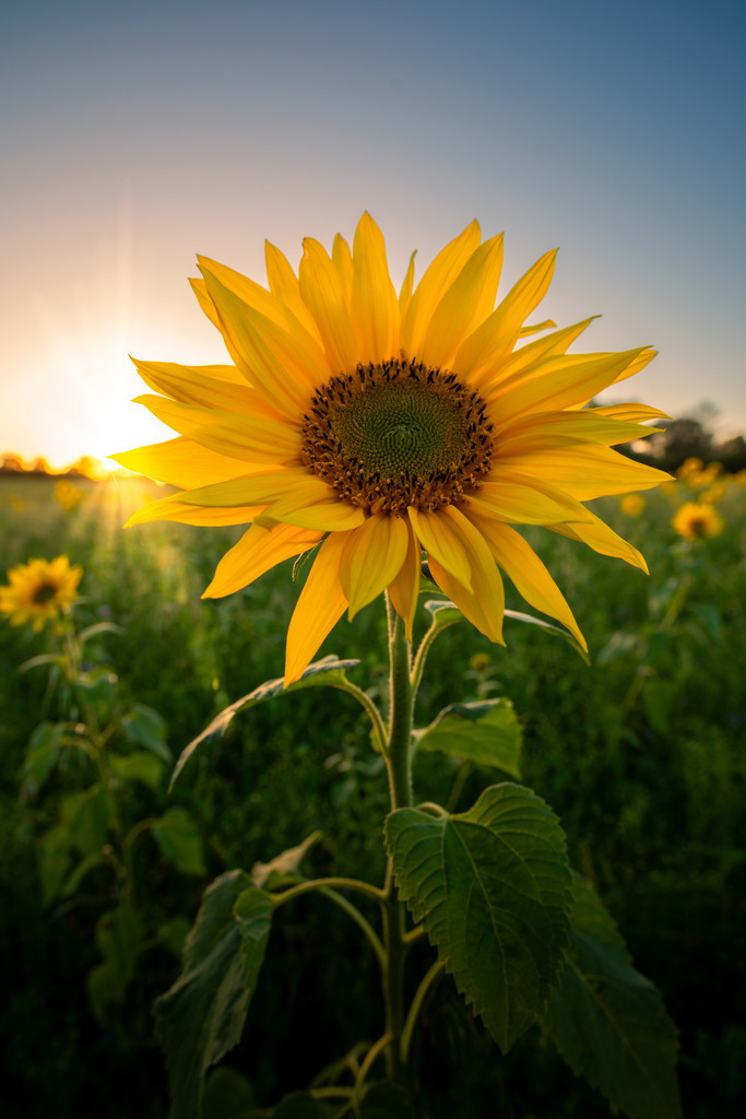 Sonnenblume  | In diesem malerischen Moment verschmelzen Natur und Himmel miteinander, während die Sonnenblume stolz ihr Gesicht zur Sonne wendet und die Schönheit des Abends in ihrer vollen Pracht genießt. Es ist ein beeindruckendes Schauspiel, das die Magie der Natur und den Zauber eines Sonnenuntergangs vereint.