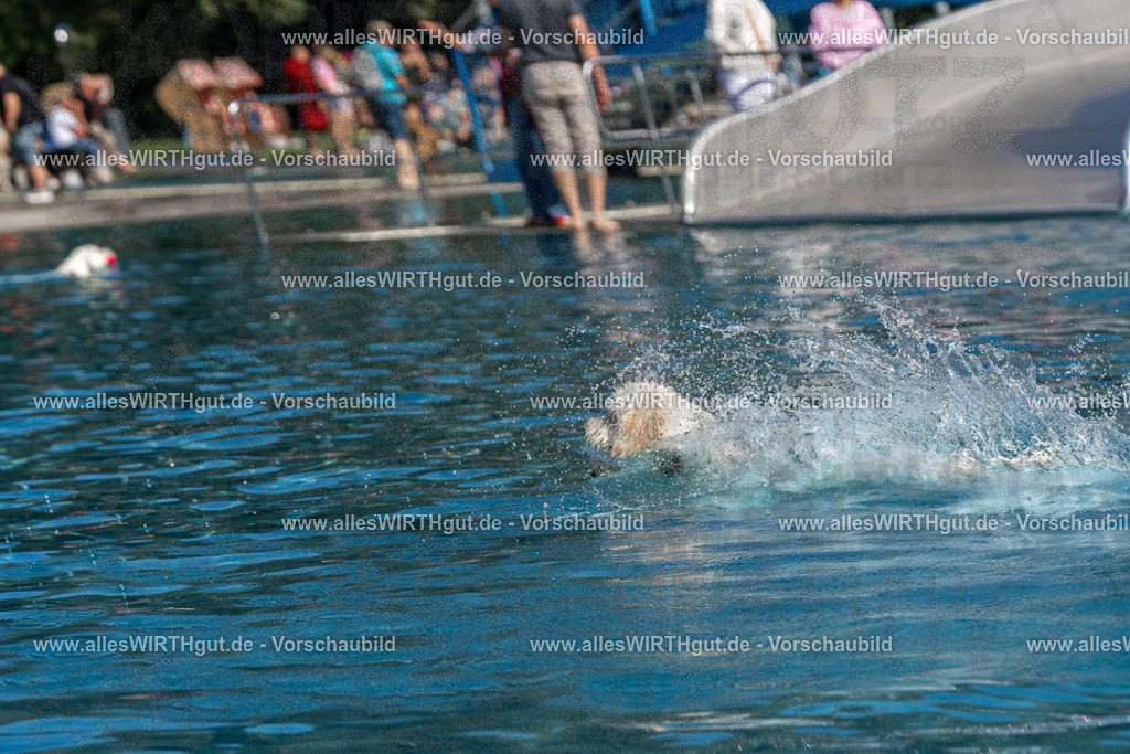 Hundeschwimmen_Volksbad_2026-allesWIRTHgut_Tierfotografie-2609061144-FAY06307 | Professionelle Tierfotografie in Mönchengladbach von Daniel Wirth (allesWIRTHgut). Liebevolle & natürliche Bilder von Hunden & Katzen für unvergessliche Erinnerungen.