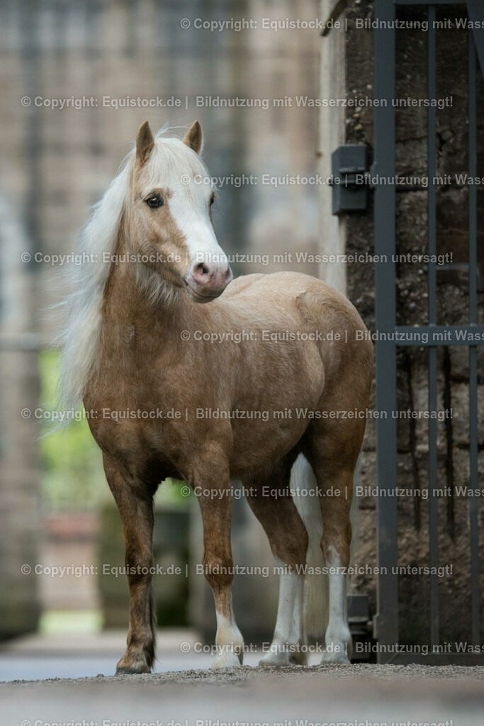 160415_Palomino_Pony_in_Industrieanlage_0003 | Foto: Thomas Hartig