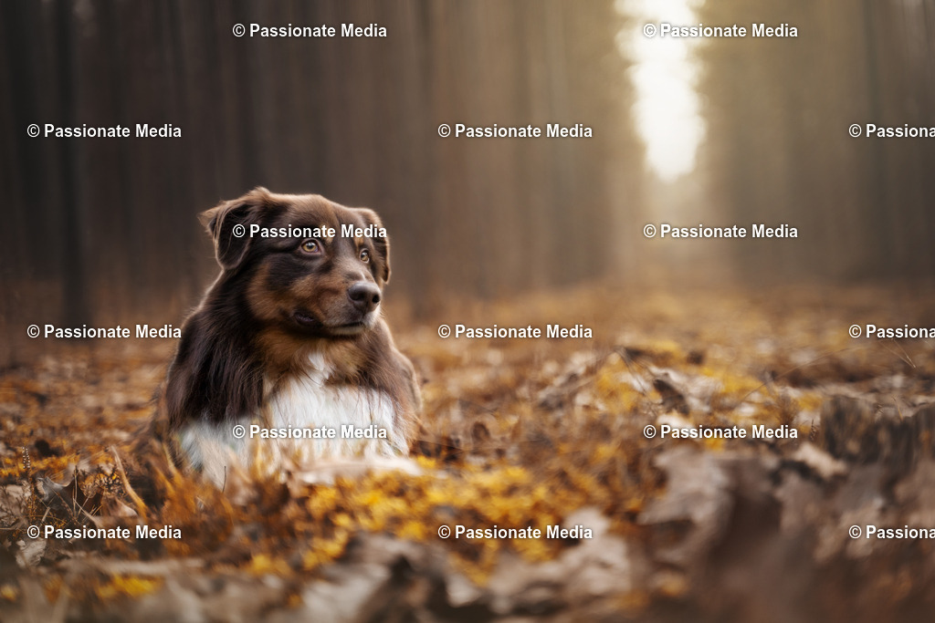 _DSC9638n | Passionate Media, dein Fotograf aus Brandenburg, Märkisch Oderland, im Bereich Motorsport, Autos und Motorräder sowie Events und auch Hunde. Shootings oder auch Eventbegleitungen können bei mir gebucht we