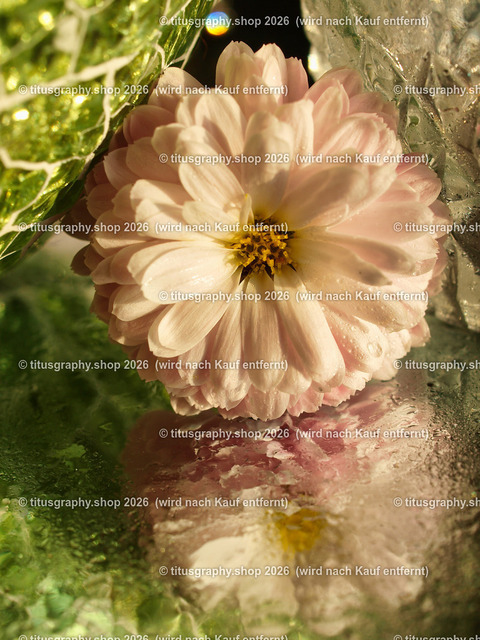 titusgraphy_PB251216-vz-ln | titusgraphy-shop: Geschenkideen mit Qualitätsfotos. titusgraphy-shop: gift ideas with quality photos. titusgraphy-shop: idées cadeaux avec photos de qualité.  - Realisiert mit Pictrs.com