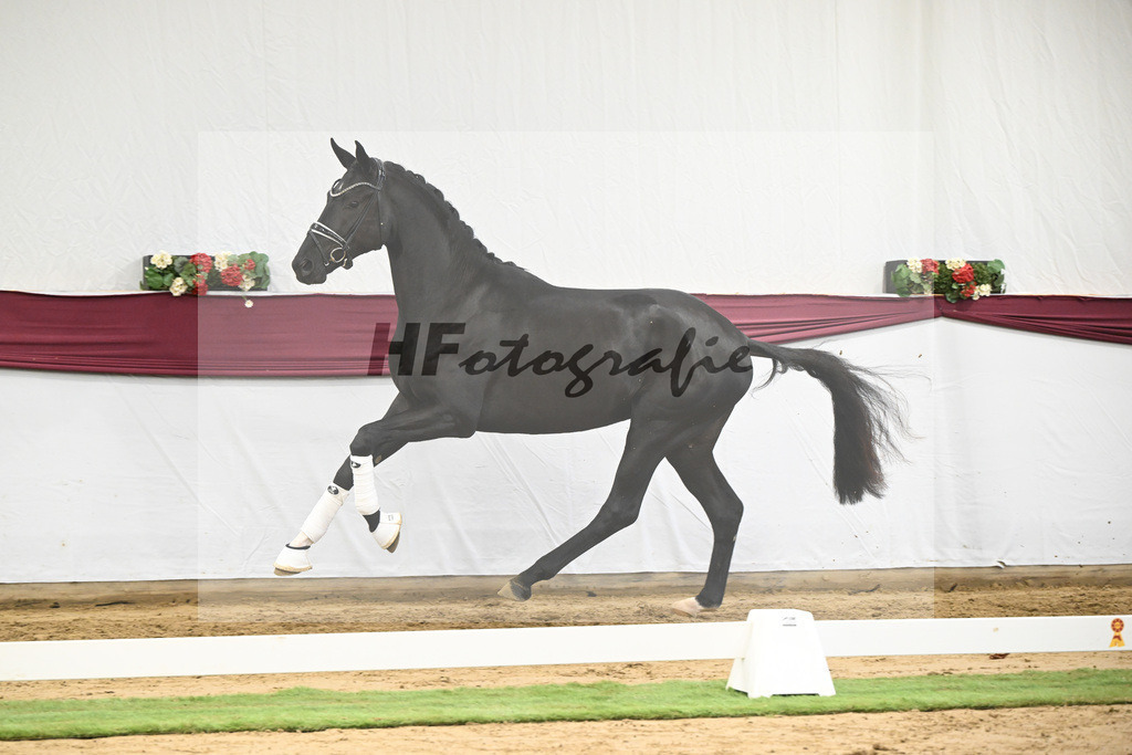 Kat-Nr. 51 Fuerst Samarant x De Niro_Mathieu Beckmann_47251928 | hf-fotografie - Realisiert mit Pictrs.com