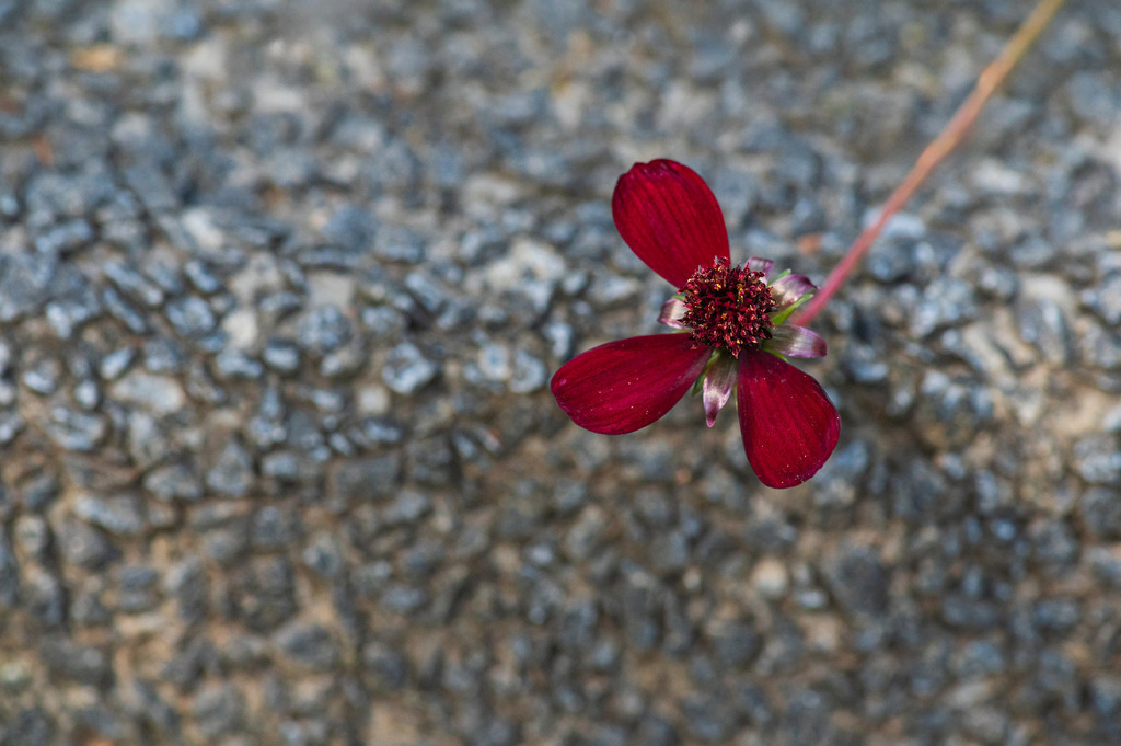2023_08_13_HH-BOTANISCHER-GARTEN_MCP1574 | Hochwertig gedruckte Fotografien für die Wand, als Kalender und zum Verschenken. Hamburg & Norddeutschland und überall wo ich mit der Kamera unterwegs war.