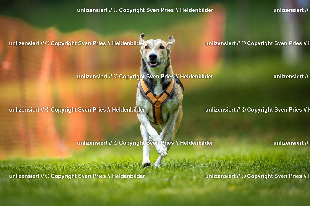 Sven Pries | 2025-09-21 - Hunderennen Baden-Oos - Realisiert mit Pictrs.com