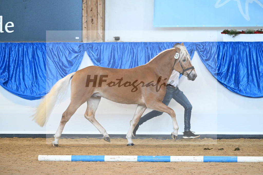 Kat-Nr. 17 nn v. Steingold_Stange_60220737 | hf-fotografie - Realisiert mit Pictrs.com
