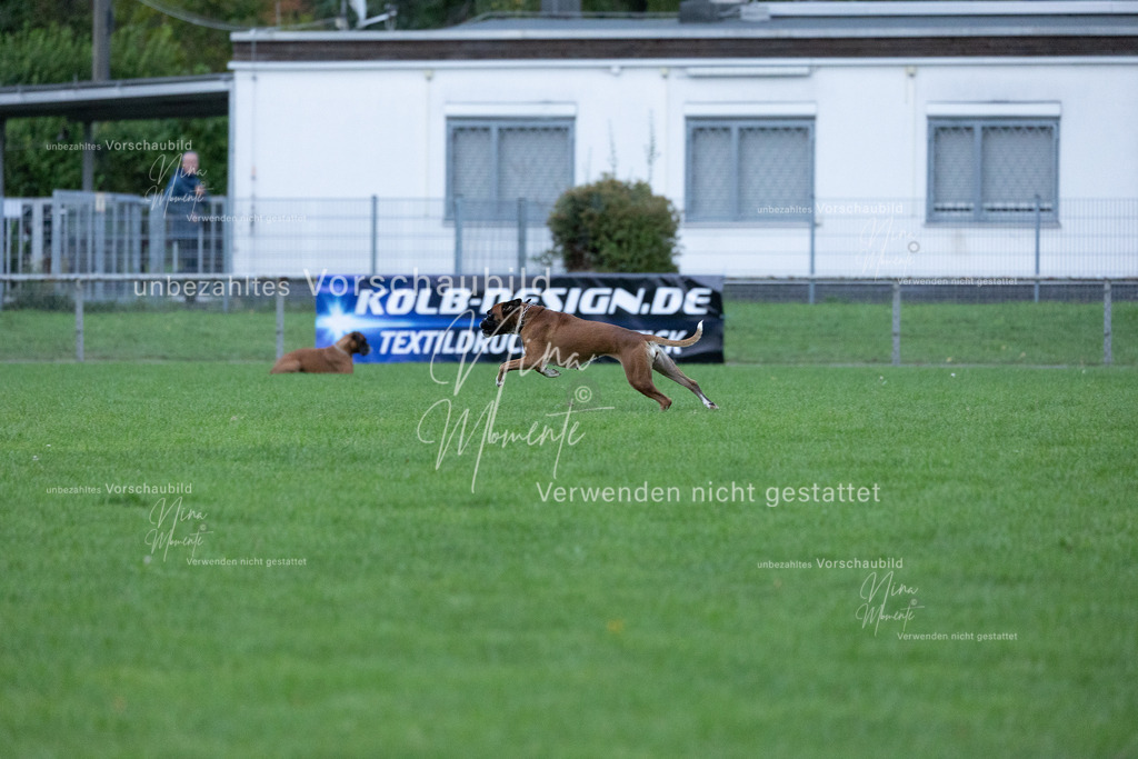 _16A4650 | Einzigartige Fotos von Hunden & Menschen –Actionfotos, Portraits, Vereinsaufnahmen & Paarshootings – authentisch, lebendig & mit Herz.