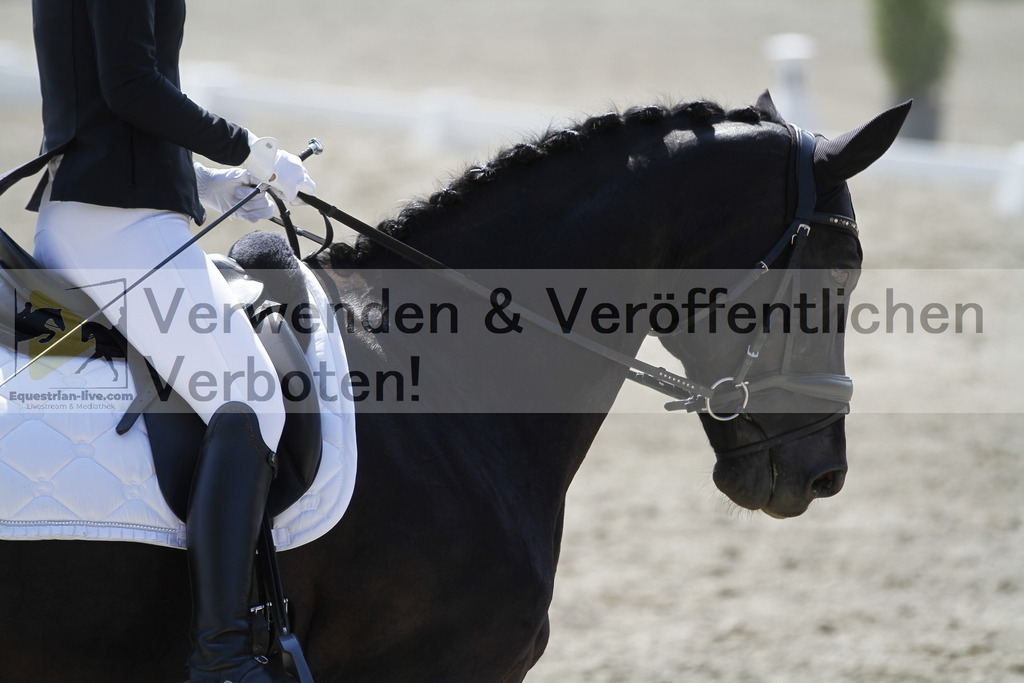 _MG_2015 | equestrian-live-com