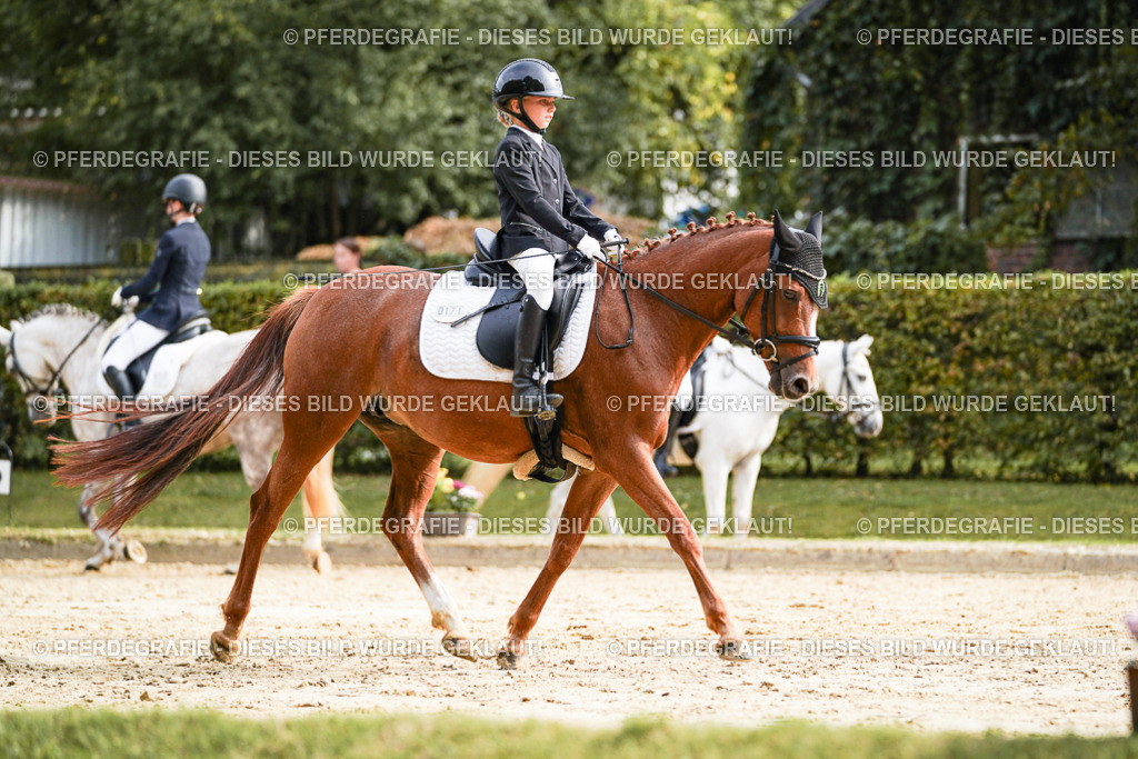 DSC04758 | Pferdegrafie