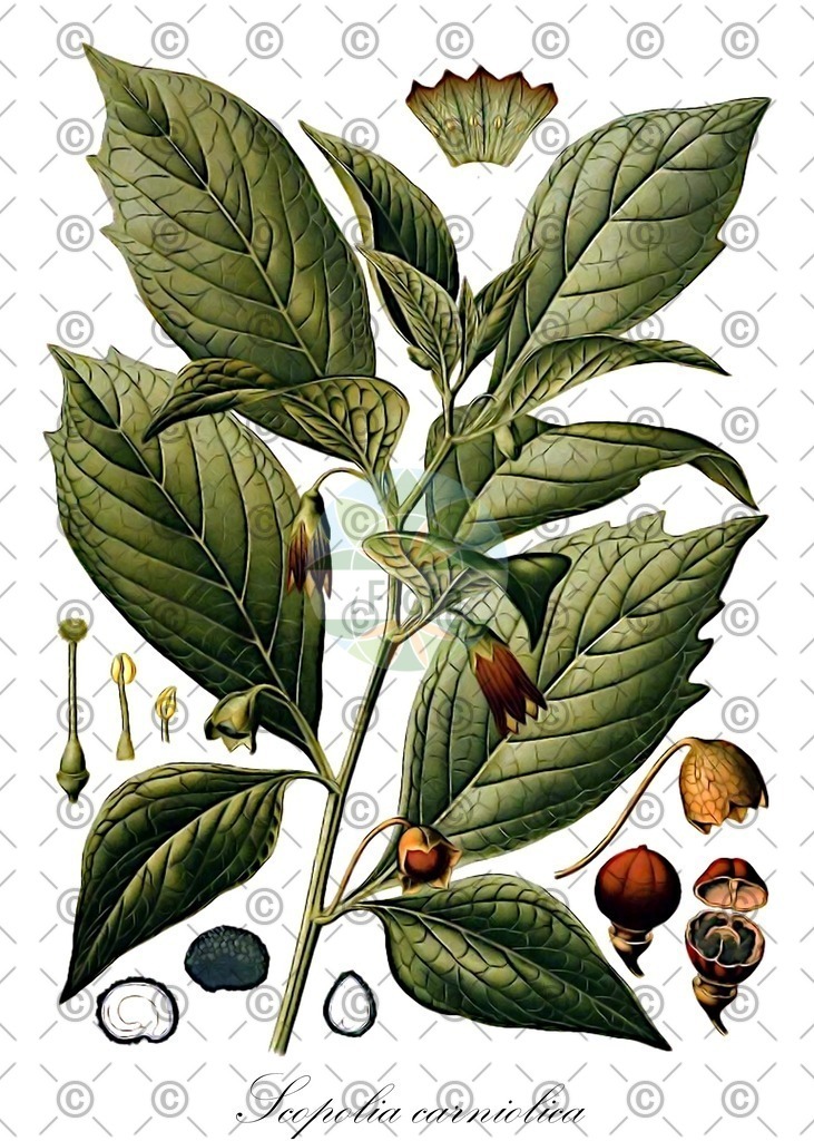 HistAbb_wfo-0001175458_1_ENZY_Simple | Historische Abbildung von Scopolia carniolica - Solanaceae (Tollkraut) | Historical Illustration of Scopolia carniolica - Solanaceae