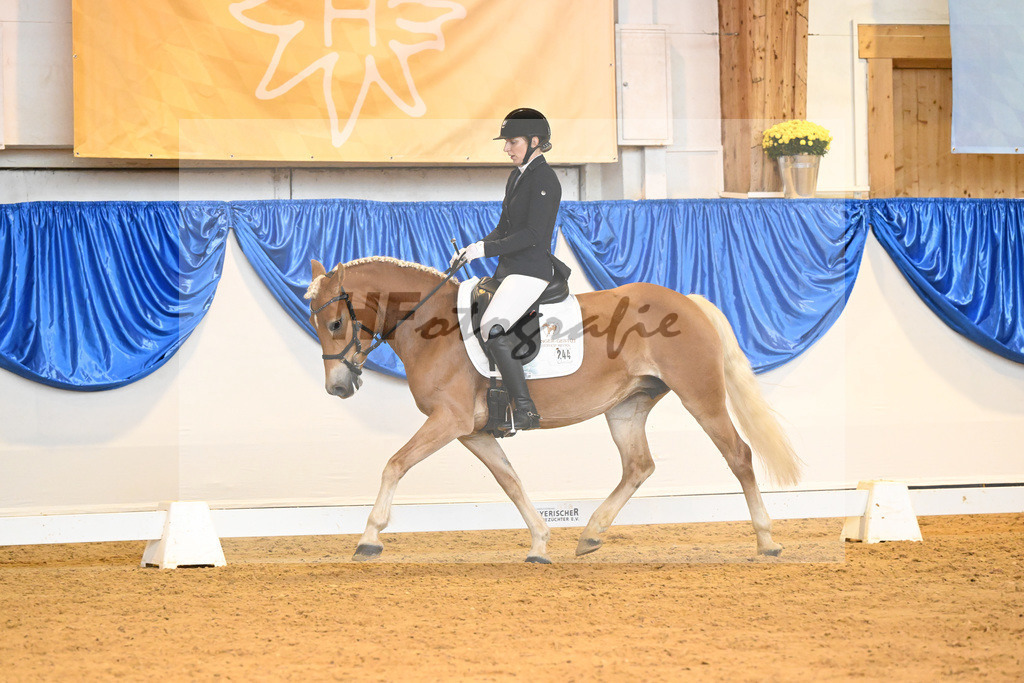 Kat-Nr. 244 Salza_Haflingergestuet Meura_54222124 | hf-fotografie - Realisiert mit Pictrs.com