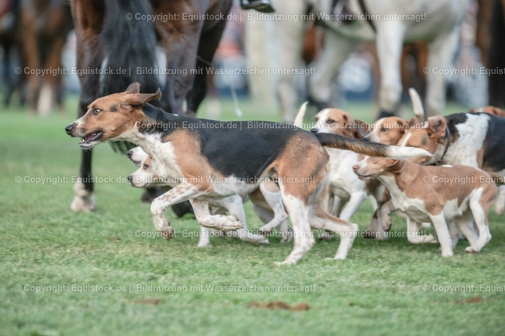 20230526_Pferdenacht_0640 | equistock