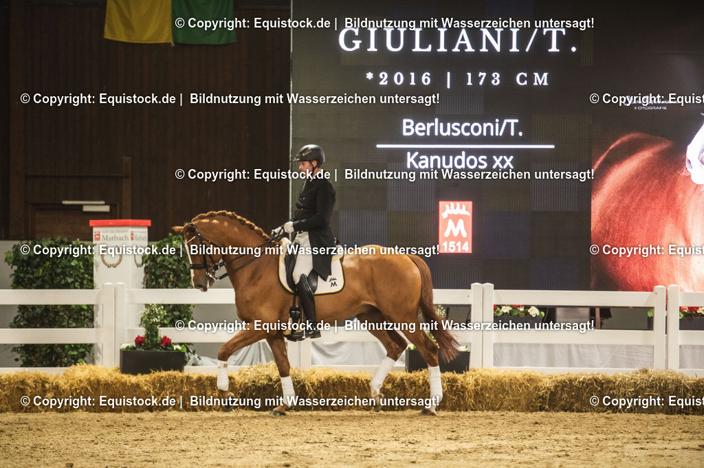 20240302_Hengstvorstellung_Marbach_TOMsPiC_0930-2 | equistock