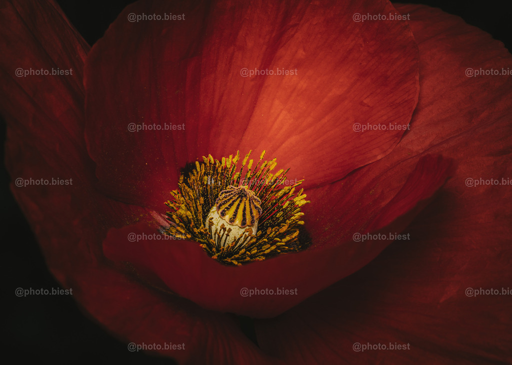 Vom Licht geküsst | Eine verzauberte Mohnblüte. - Realisiert mit Pictrs.com