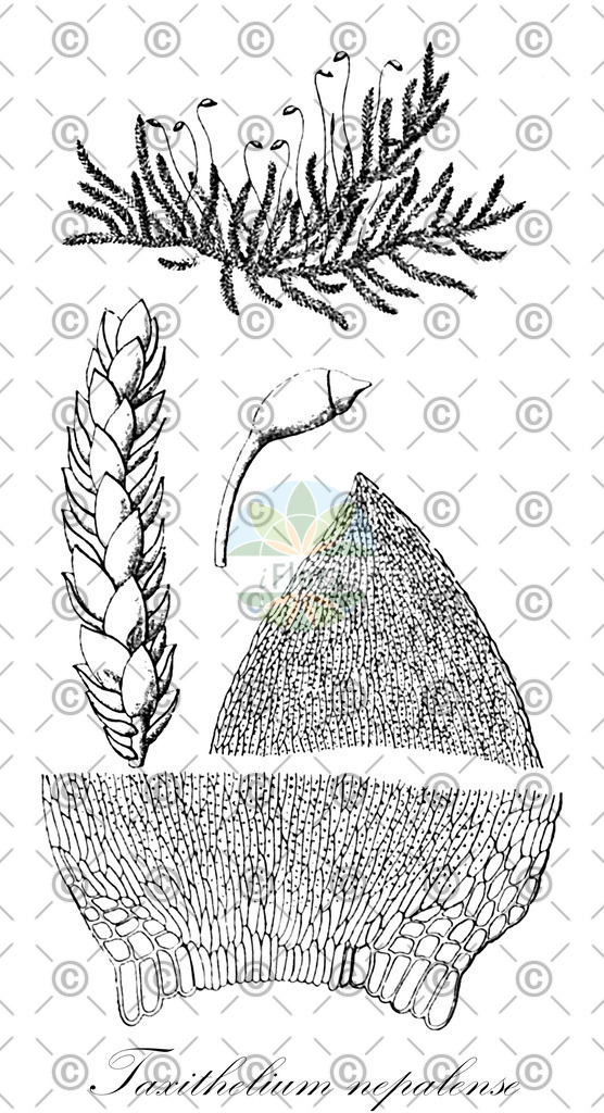 HistAbb_wfo-0000408637_1_ENZY_Simple | Historische Abbildung von Taxithelium nepalense - Pylaisiadelphaceae | Historical Illustration of Taxithelium nepalense - Pylaisiadelphaceae