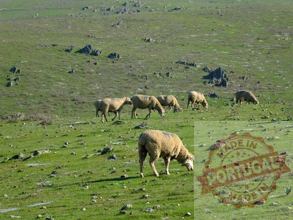 Sheep flock grazing on green rural hillside pasture | Sheep grazing on a vast green hillside with scattered rocks under sunlight - Realisiert mit Pictrs.com