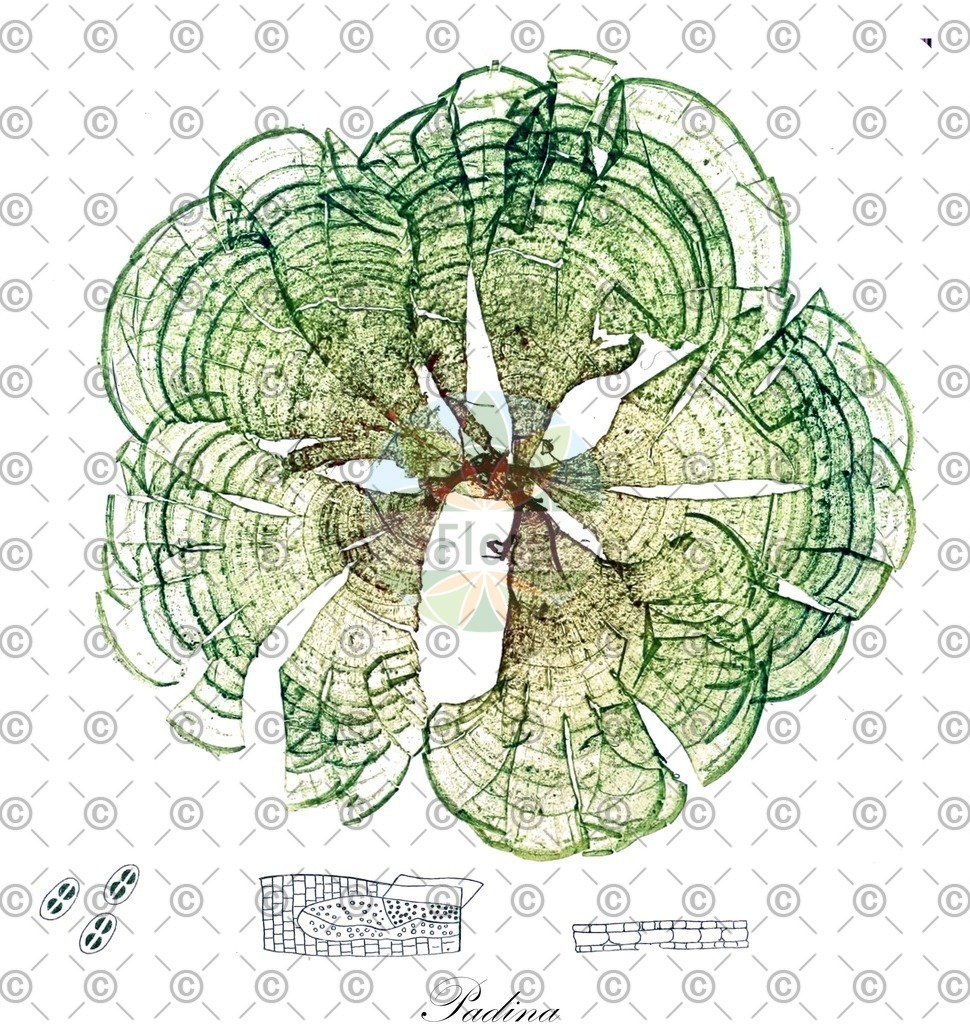 HistAbb_EMP_33505_5_FloraD_Simple | Historische Abbildung von Padina - Dictyotaceae (0) | Historical Illustration of Padina - Dictyotaceae (0)