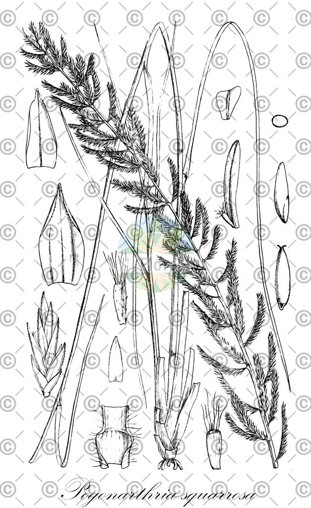 HistAbb_wfo-0001157531_1_ENZY_Simple | Historische Abbildung von Pogonarthria squarrosa - Poaceae | Historical Illustration of Pogonarthria squarrosa - Poaceae (herringbone grass)