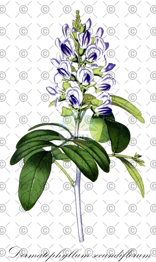 HistAbb_43FT_1_ENZY_Simple | Historische Abbildung von Dermatophyllum secundiflorum - Fabaceae | Historical Illustration of Dermatophyllum secundiflorum - Fabaceae