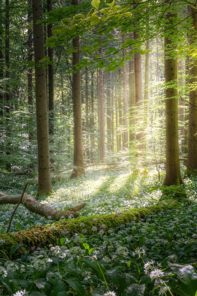 Märchenwald | Bärlauchblüte - Realisiert mit Pictrs.com