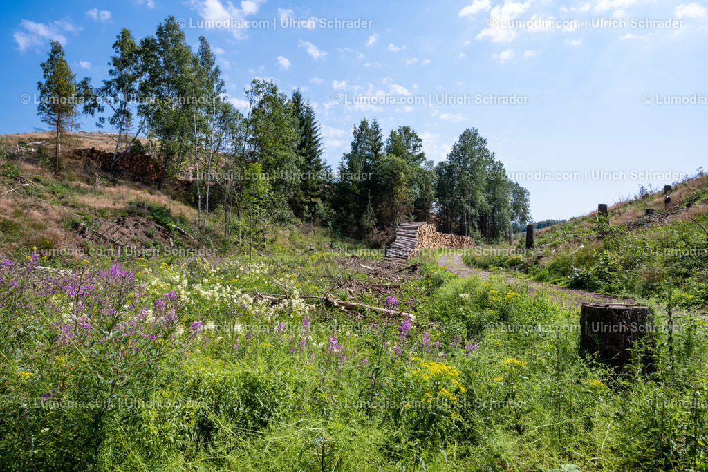 10049-12488 - Trautenstein im Oberharz | Stockfoto und Bilderpool mit Bildmaterial aus Deutschland, dem Harz, Halberstadt, Quedlinburg, Wernigerode und weltweit. Qualitativ hochwertige und professionelle Fotos anschauen und kaufen. - Realisiert mit Pictrs.com