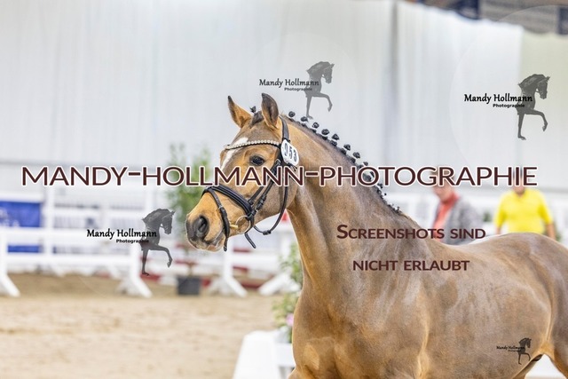 53 (40) | mandyhollmannphotographie