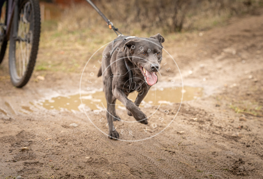 DV3A1142 | Hundefotografie, Tierfotograf, Pfotenfotografie, Fotoshooting Hund, Hunde Portrait, Hundesport, Hundeportraits, Heideshooting, Hunde, Sportfotograf, Hundefotograf, Turnierhundsport, THS,  - Realisiert mit Pictrs.com