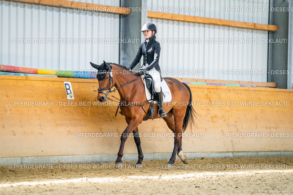 DSC03679 | Pferdegrafie