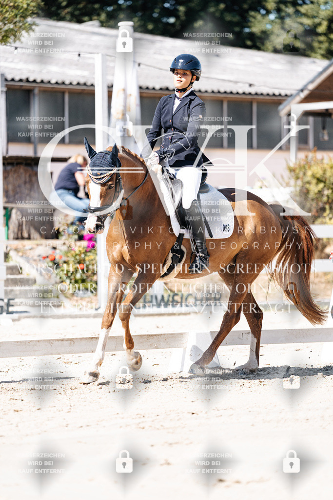 CK909197 | Turnierfotografie Pferdefotografie Trier Rheinland-Pfalz Pferdesport Reitsport Tierfotografie Sportfotografie Pferdevideo Pferdevideografie Equestrianvideography equestrianphotography  - Realisiert mit Pictrs.com